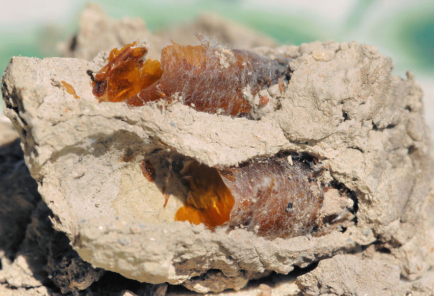 Nido di Sceliphron sp.